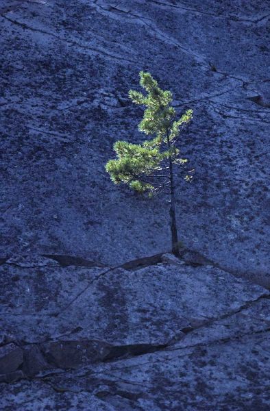 Canada, Ontario Pine tree growing in a rock